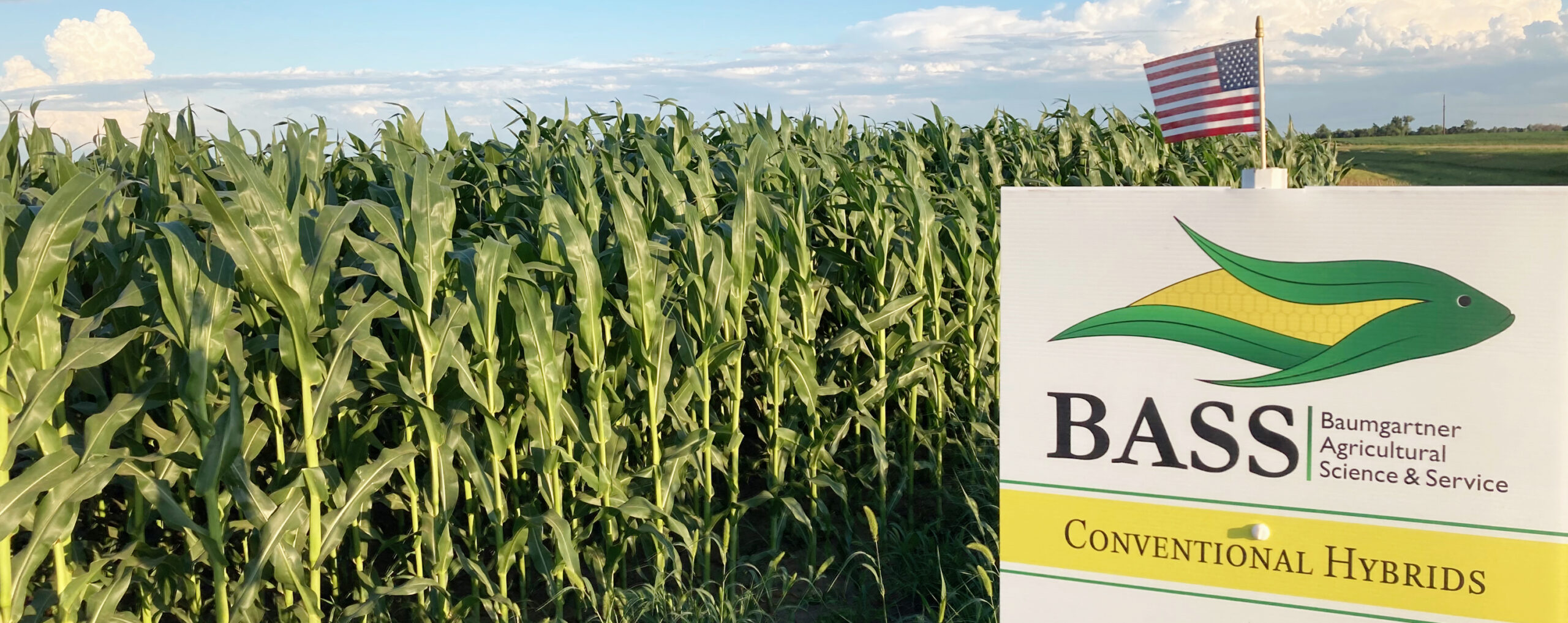 A Baumgartner Agricultural Science & Service (BASS) Conventional Hybrids sign with a USA flag above it are in front of a field of BASS hybrid corn