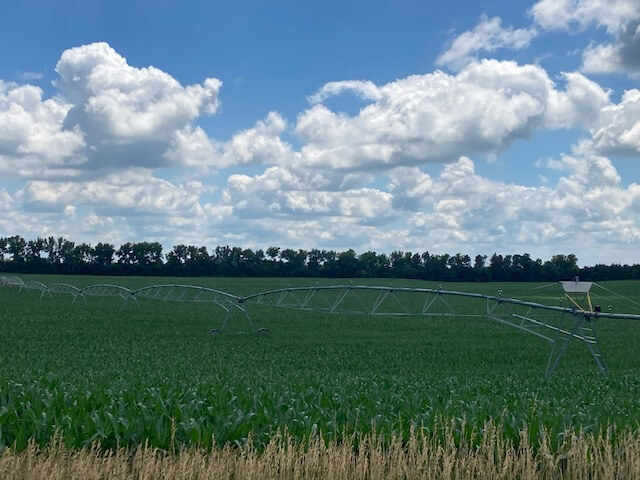 Corn Field with Irrigation