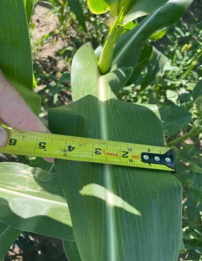 Corn Stalk Size