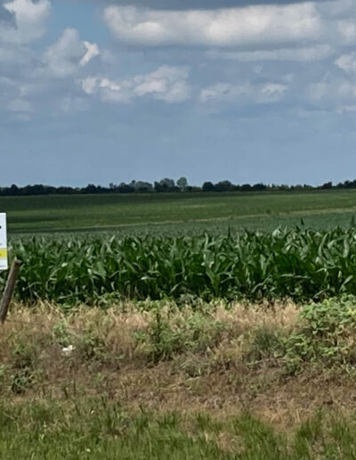 BASS Hybrids Corn Field