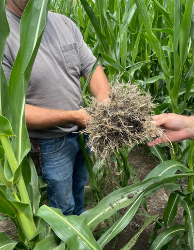 BASS Hybrids Corn Field