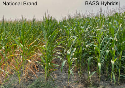 The photo is of two corn hybrids side by side at the border of a field. On the left, the corn is drought stressed. The upper leaves are rolling and look pointy. The lower leaves are yellow and brown and drying. Above this corn are the words "National Brand." The corn on the right is green and not showing signs of stress. The words above this corn are "BASS Hybrids."