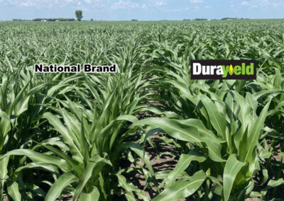 Image is of a corn field with two different varieties planted next to each other. The corn hybrid on the left, labeled "National Brand", is showing signs of drought stress, such as leaves that are rolling closed and look pointy and also have a slightly grayish color. The corn hybrid on the right, labeled "Durayield," has leaves that are showing no signs of drought stress. Leaves are completely open and a healthy green color.