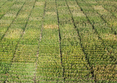 Photo is of a corn field with an obvious grid pattern of research plots. Alleys (uniform gaps in the rows) are seen separating different varieties every 20 feet within a row. Every four rows across the field, the corn looks different. Scattered in a checkerboard pattern are 4-row plots of corn that is drier and browner than the greener corn plots surrounding them.