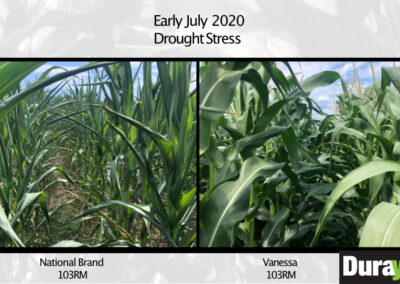 Image contains two separate outlined photos placed next to each other. At the top above both photos are the words "Early July 2020 Drought Stress." The left photo, captioned with "National Brand 103RM" is of 2 corn plants that are showing obvious signs of drought stress: rolling leaves, the bottom leaves are browning and dry, the tips of the top leaves are starting to brown. The right photo, captioned "Vanessa 103RM" with the Durayield logo, is of two rows of corn plants that are green and healthy. Leaves are open and flat. There are no signs of drying leaves or drought stress.